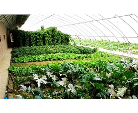 蔬菜温室大棚拱棚15