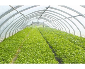 Vegetable greenhouse greenhouse shed 13