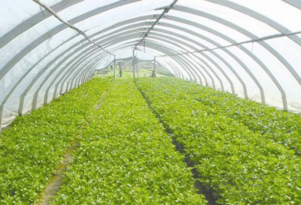 Vegetable greenhouse greenhouse shed 13