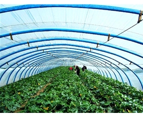 Vegetable greenhouse greenhouse shed 12