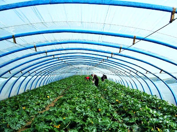 Vegetable greenhouse greenhouse shed 12