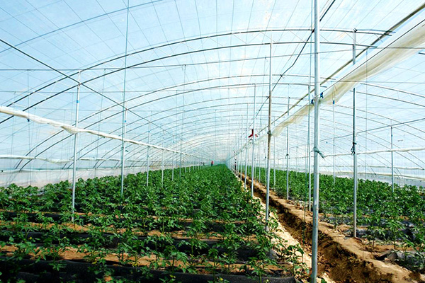 Vegetable greenhouse greenhouse shed 11