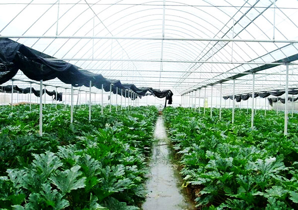 Vegetable greenhouse greenhouse shed 09