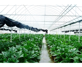 Vegetable greenhouse greenhouse shed 09