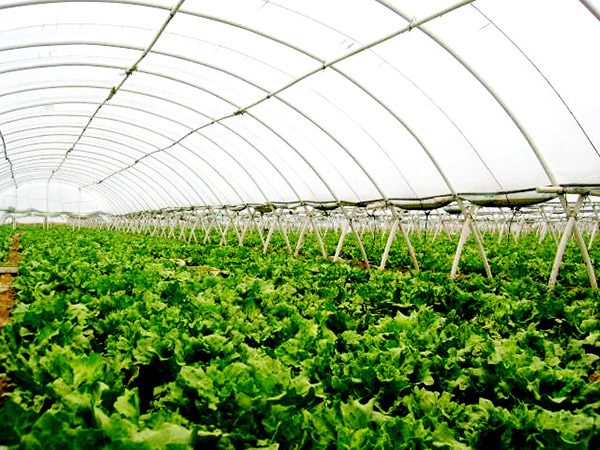 Vegetable greenhouse greenhouse shed 07