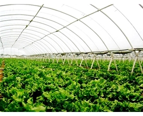 Vegetable greenhouse greenhouse shed 07