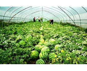 Vegetable greenhouse greenhouse shed 02