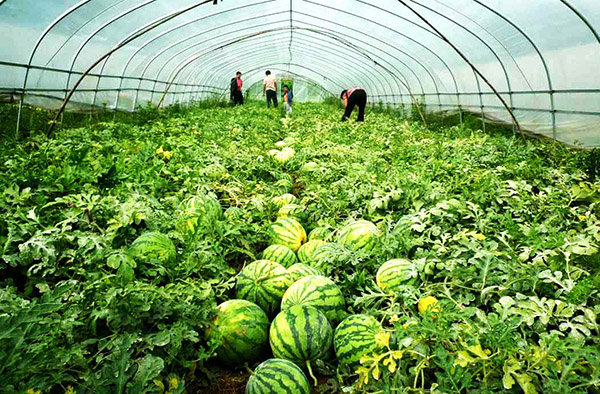 Vegetable greenhouse greenhouse shed 02