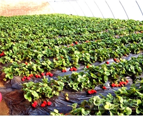 Strawberry picking shed