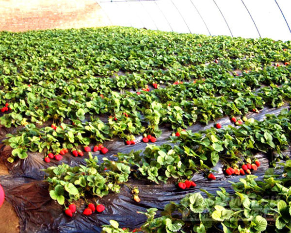 Strawberry picking shed