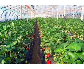 Strawberry picking shed