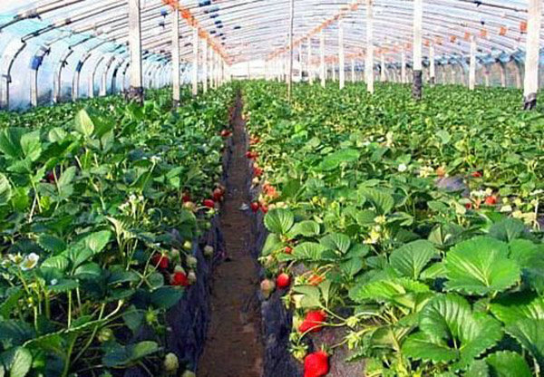 Strawberry picking shed