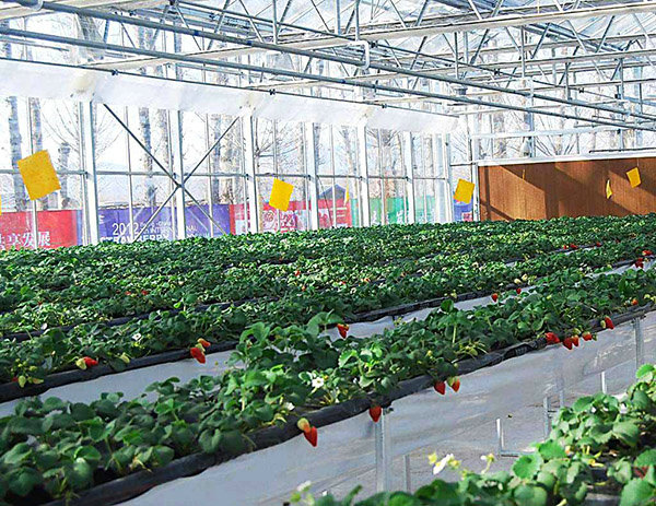 Strawberry picking shed