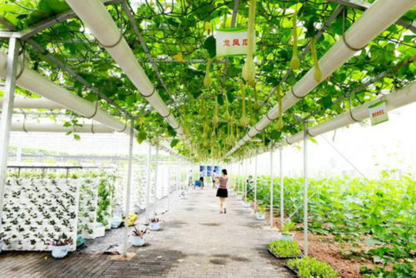 Sightseeing Vegetable Greenhouse
