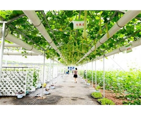 Sightseeing Vegetable Greenhouse