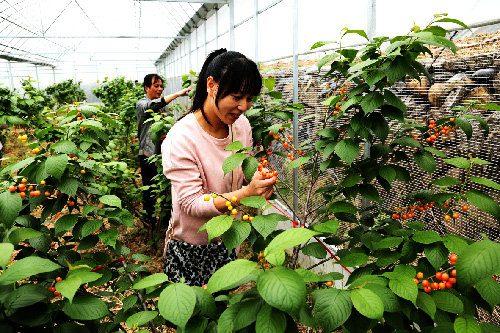 Cherry picking greenhouse