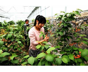 Cherry picking greenhouse