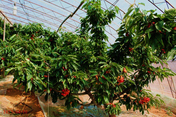 Cherry picking greenhouse
