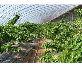 Cherry picking greenhouse