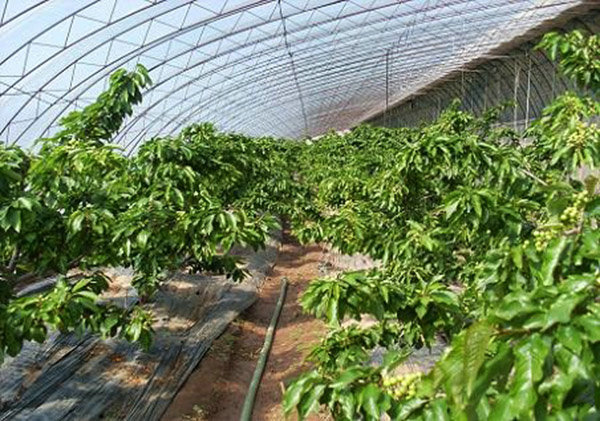 Cherry picking greenhouse