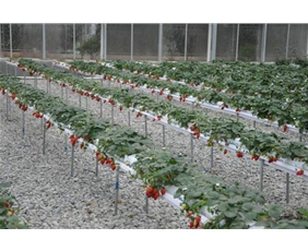 Vegetable landscape soilless cultivation system08
