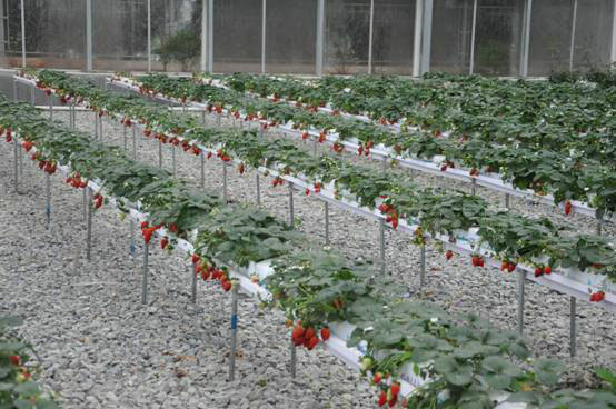 Vegetable landscape soilless cultivation system08