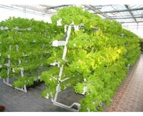 Vegetable landscape soilless cultivation system07