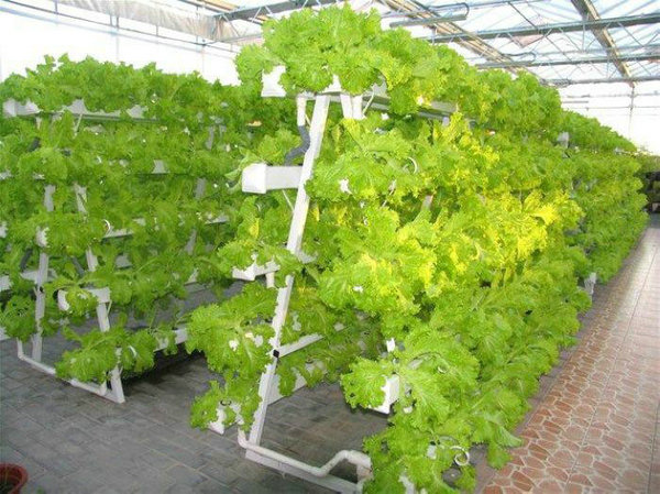 Vegetable landscape soilless cultivation system07