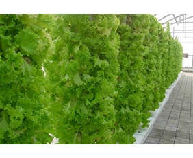 Vegetable landscape soilless cultivation system04