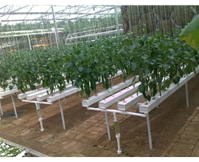 Vegetable landscape soilless cultivation system03
