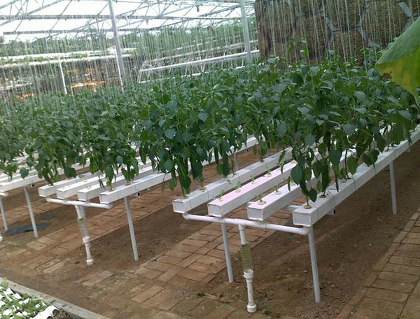 Vegetable landscape soilless cultivation system03