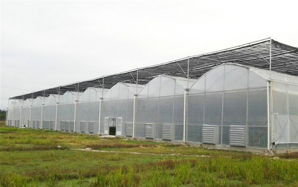 Film greenhouse02