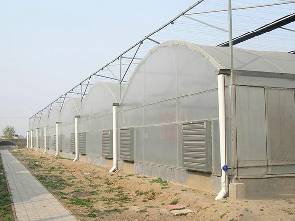 Film greenhouse01